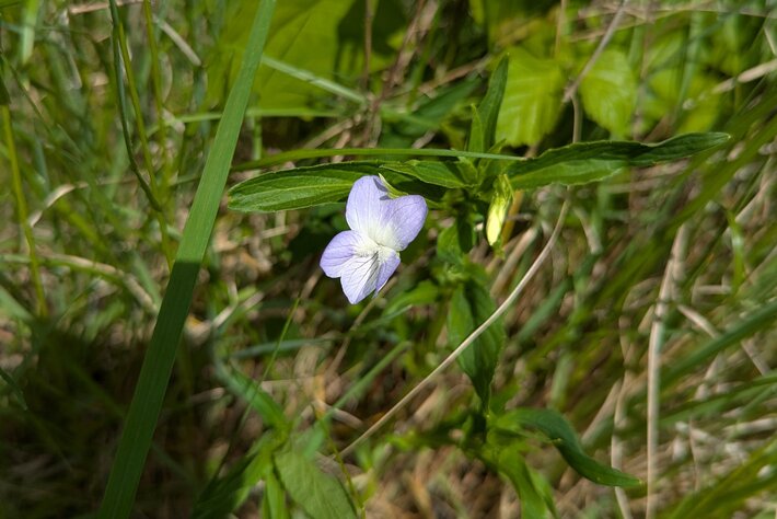(öffnet Vergrößerung des Bildes)