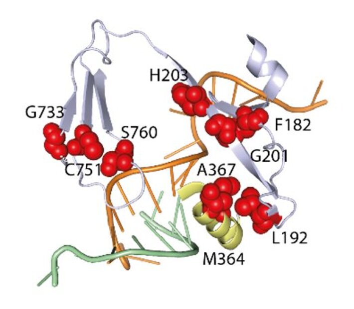 (öffnet Vergrößerung des Bildes)
