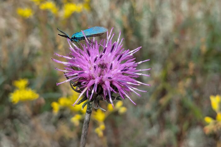 (öffnet Vergrößerung des Bildes)