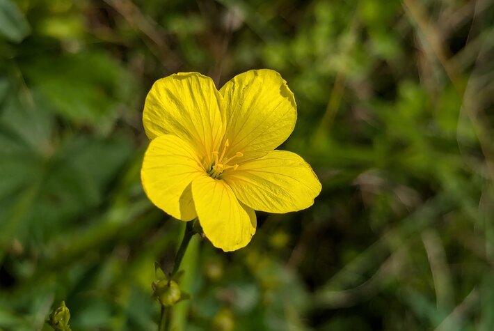 (öffnet Vergrößerung des Bildes)