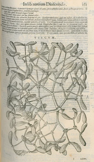Pietro Andrea Matthioli: Commentarii in sex libros Pedacii Dioscoridis Anazarbei de medica materia (öffnet Vergrößerung des Bildes)
