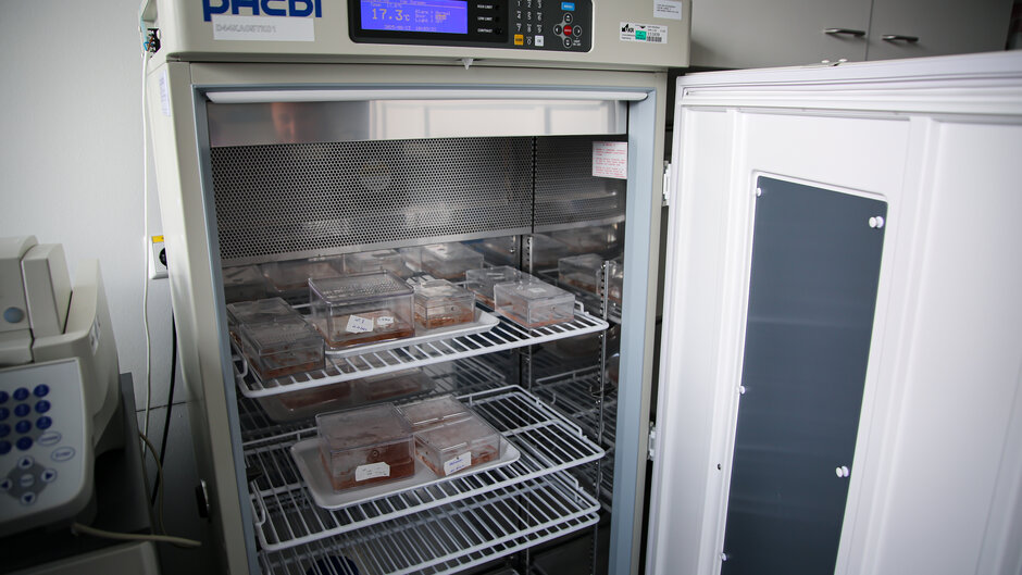 Brutschrank Seeanemonen