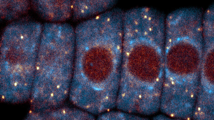 Mikroskopische Aufnahme von rechteckig angeordneten Zellen mit blau gefärbten Zellkörpern, roten Zellkernen und gleichmäßig verteilten gelben Punkten vor schwarzem Hintergrund. (öffnet Vergrößerung des Bildes)