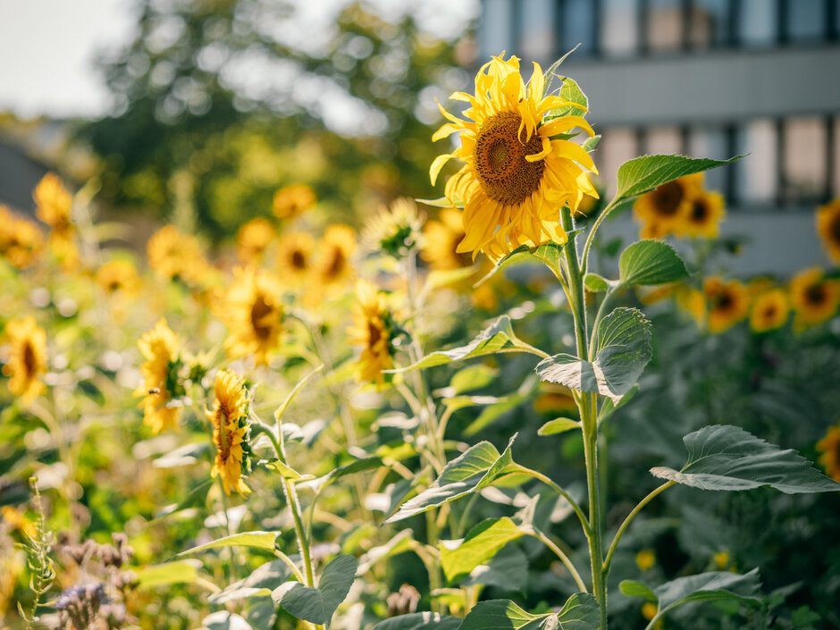 Eine große Fläche voller blühender Sonnenblumen im Sonnenschein. Im Hintergrund ein hohes Bürogebäude.