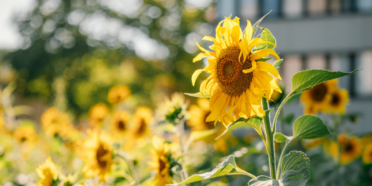 Eine große Fläche voller blühender Sonnenblumen im Sonnenschein. Im Hintergrund ein hohes Bürogebäude.