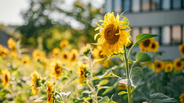 Eine große Fläche voller blühender Sonnenblumen im Sonnenschein. Im Hintergrund ein hohes Bürogebäude.