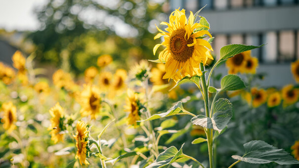 Eine große Fläche voller blühender Sonnenblumen im Sonnenschein. Im Hintergrund ein hohes Bürogebäude.