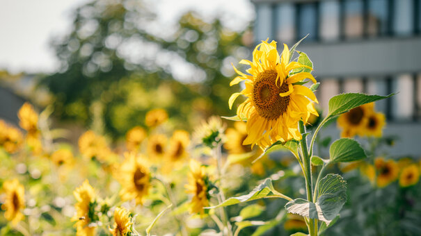Eine große Fläche voller blühender Sonnenblumen im Sonnenschein. Im Hintergrund ein hohes Bürogebäude.