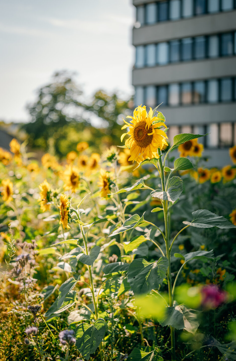 Eine große Fläche voller blühender Sonnenblumen im Sonnenschein. Im Hintergrund ein hohes Bürogebäude.