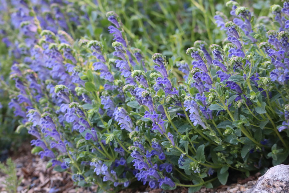 (öffnet Vergrößerung des Bildes)