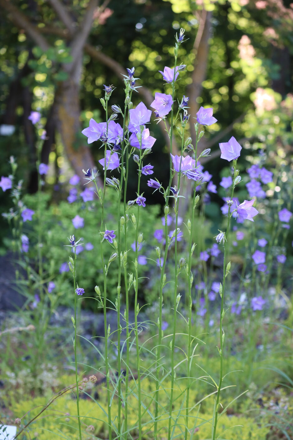 (öffnet Vergrößerung des Bildes)