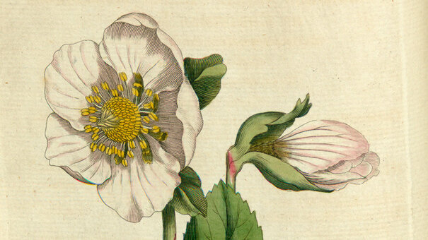Die Abbildung zeigt eine Christrose, eine offene und eine geschlossene Blüte, Blätter, Stengel und Wurzeln. Bildunterschrift: Publish's as the Act directs by W. Curtis, Botanic Garden Lambeth Marsh, 1786