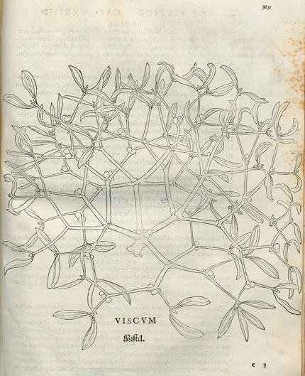 Leonhart Fuchs: De historia stirpium commentarii insignes (öffnet Vergrößerung des Bildes)