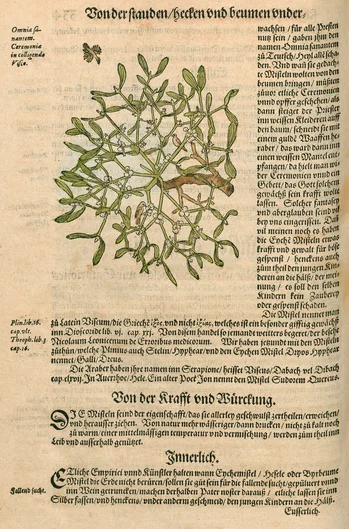 Hieronymus Bock: Kreütterbuch (öffnet Vergrößerung des Bildes)