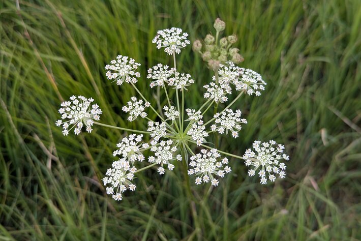 (opens enlarged image)