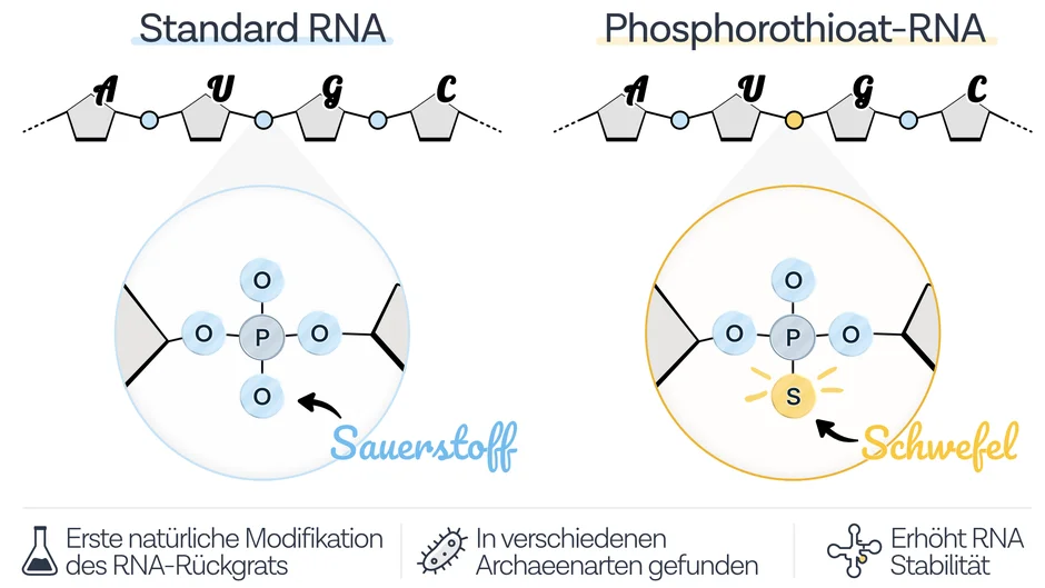 Die Infografik stellt Standard-RNA und Phosphorothioat-RNA gegenüber. Links ist die Struktur einer Standard-RNA mit einer Phosphatgruppe dargestellt, die Sauerstoff enthält. Rechts zeigt die Phosphorothioat-RNA eine chemische Modifikation, bei der ein Sauerstoffatom der Phosphatgruppe durch ein Schwefelatom ersetzt ist. Die Grafik hebt diesen Unterschied farblich hervor und nennt als Eigenschaften die natürliche Modifikation des RNA-Rückgrats, das Vorkommen in verschiedenen Archaeenarten sowie eine erhöhte Stabilität der RNA.