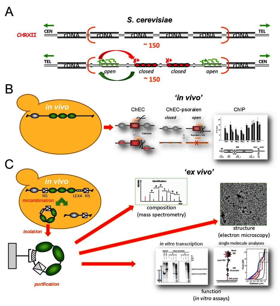 (öffnet Vergrößerung des Bildes)
