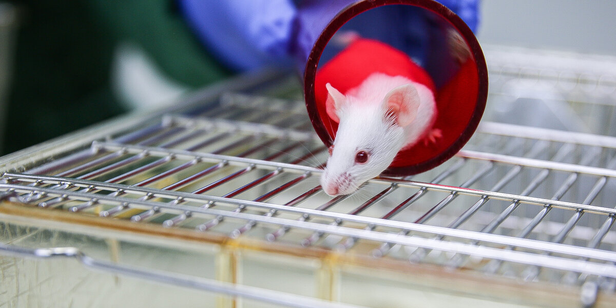 A white mouse in a red tunnel on a cage lid