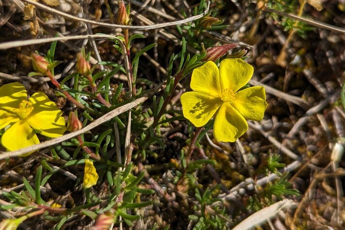 (öffnet Vergrößerung des Bildes)