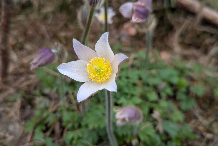 (öffnet Vergrößerung des Bildes)