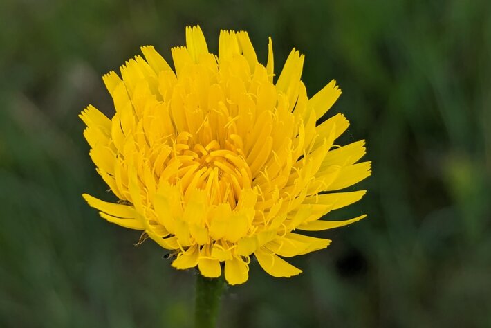 (öffnet Vergrößerung des Bildes)