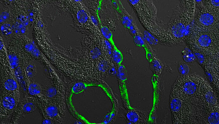 (öffnet Vergrößerung des Bildes)