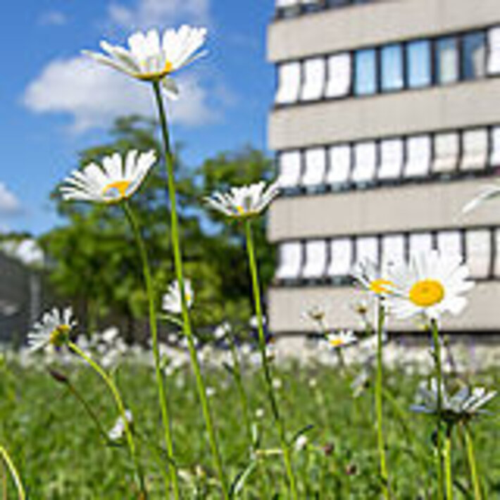 (öffnet Vergrößerung des Bildes)