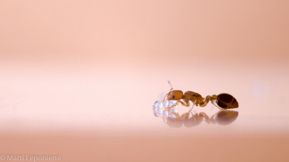 Eine Ameise auf einem hellen, apricotfarbenen Untergrund bearbeitet helle, transparent wirkende Kügelchen.