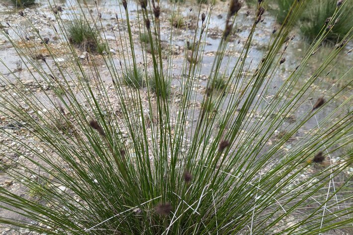 (opens enlarged image)