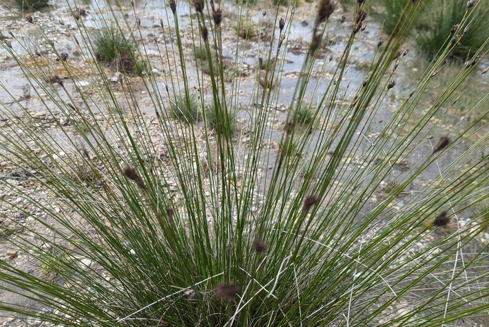 (öffnet Vergrößerung des Bildes)
