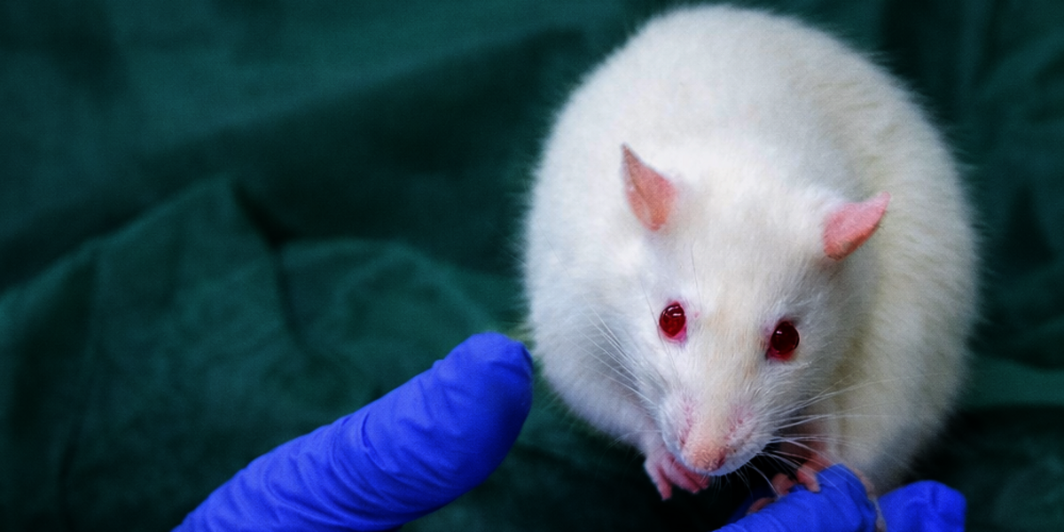 A white rat on a green sleeve, with a supporting hand in a blue glove