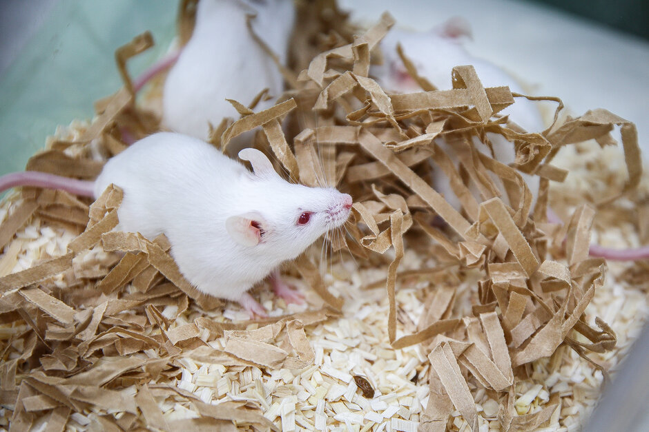 Mehrere weiße Mäuse in einer Käfigschale mit Nistmaterial