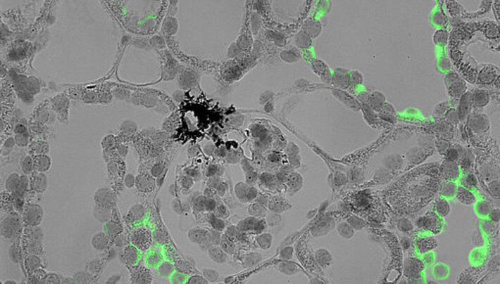 (öffnet Vergrößerung des Bildes)