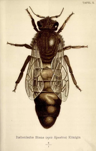 Italienische Bienenkönigin (öffnet Vergrößerung des Bildes)