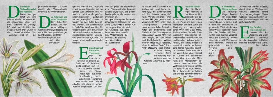 Faltblatt der Universitätsbibliothek Regensburg zum Ritterstern mit historischen Illustrationen und umfangreichem Fließtext (öffnet Vergrößerung des Bildes)