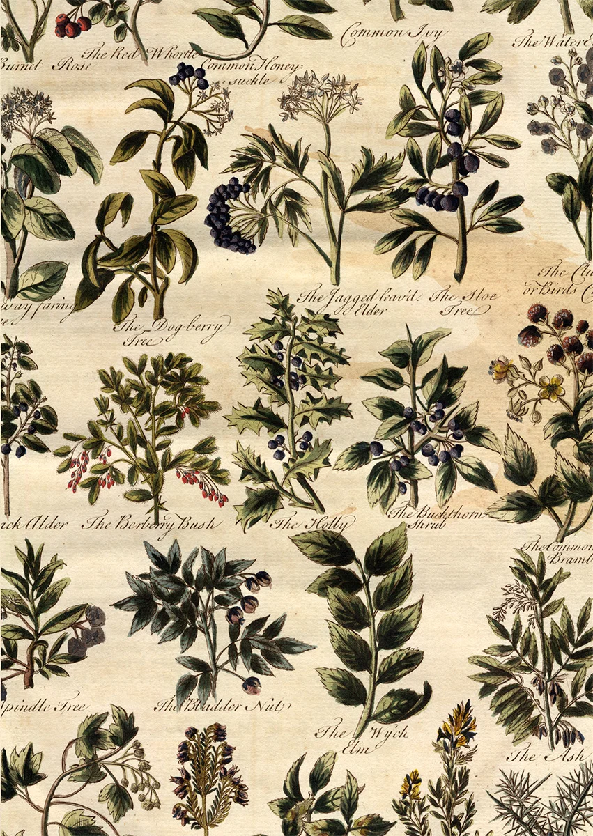 Ausschnitt aus einer Tafel, die eine kolorierte Illustration von Pflanzen und Sträuchern darstellt. In der Mitte der Abbildung ist ein Stechpalme zu sehen. (öffnet Vergrößerung des Bildes)