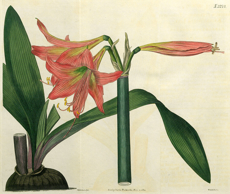 Hippeastrum stylosum (öffnet Vergrößerung des Bildes)