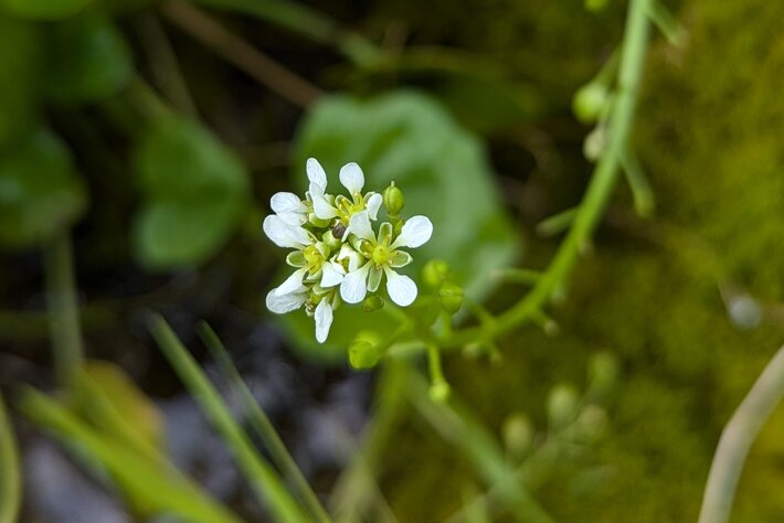 (öffnet Vergrößerung des Bildes)