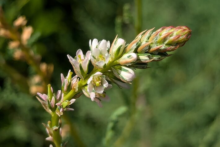 (öffnet Vergrößerung des Bildes)
