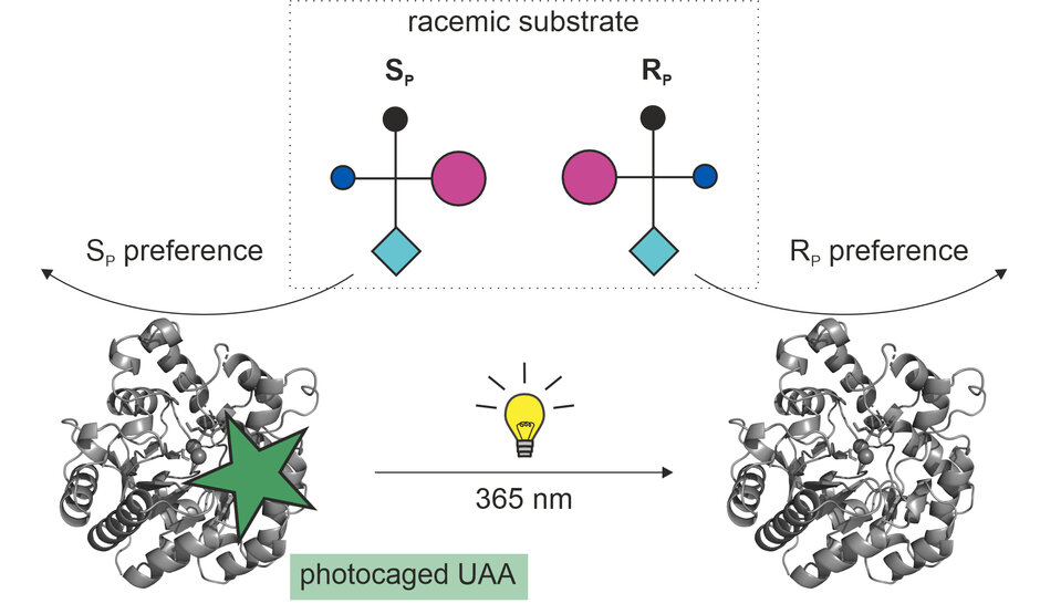 Auf einem Schaubild sind oben durch Linien verbundene grafische Elemente - drei unterschiedliche große und verschiedenfarbige Kriese sowie eine Raute - zu sehen, beschriftet mit "racemic substrate". Von beiden Gebilden gehen gebogene Pfeile weg, der Pfeil nach links ist mit groß S, tiefergstellt P preference beschriftet, der Pfeil nach rechts mit groß R, tiefergestellt P preference. Unterhalb der Pfeile ist Bilde aus miteinander verschlungenen Spiralen platziert. Das linke Gebilde trägt einen grünen Stern und die Erklärung "photocaged UAA". Ein gerader Pfeil führt zum rechten Gebilde, er trägt eine gelbe, leuchtende Glühbirne und ist mit 365 nm beschriftet.