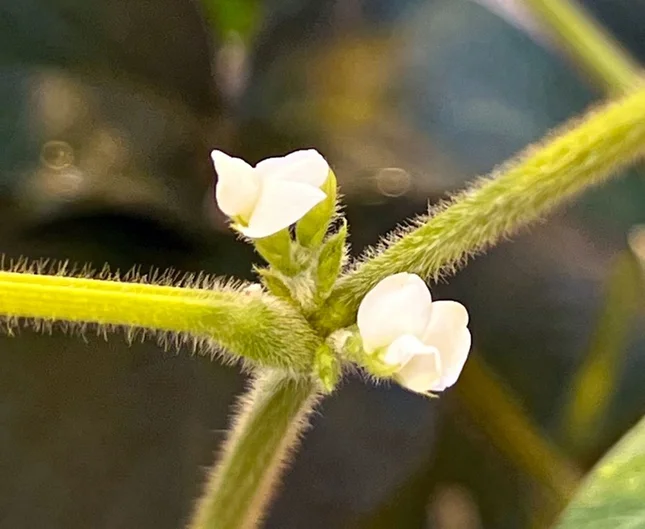 Man sieht eine Blüte der Sojabohne (öffnet Vergrößerung des Bildes)
