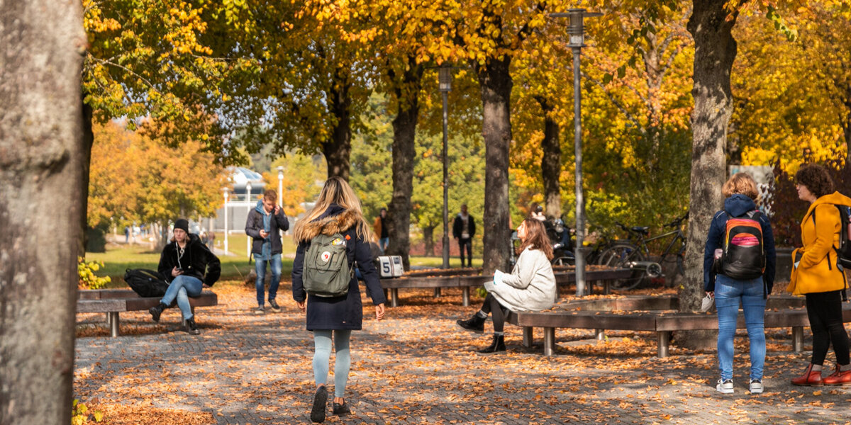 Studierende gehen, stehen oder sitzen unter Bäumen mit gold-gelbem Herbstlaub.