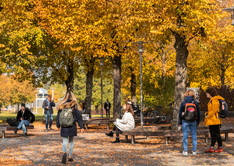 Studierende gehen, stehen oder sitzen unter Bäumen mit gold-gelbem Herbstlaub.