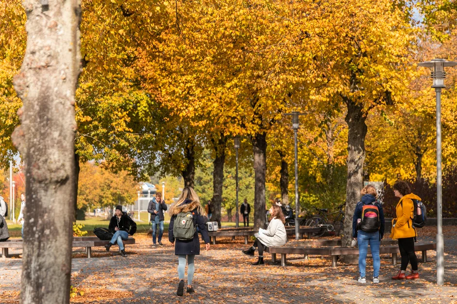 Studierende gehen, stehen oder sitzen unter Bäumen mit gold-gelbem Herbstlaub.