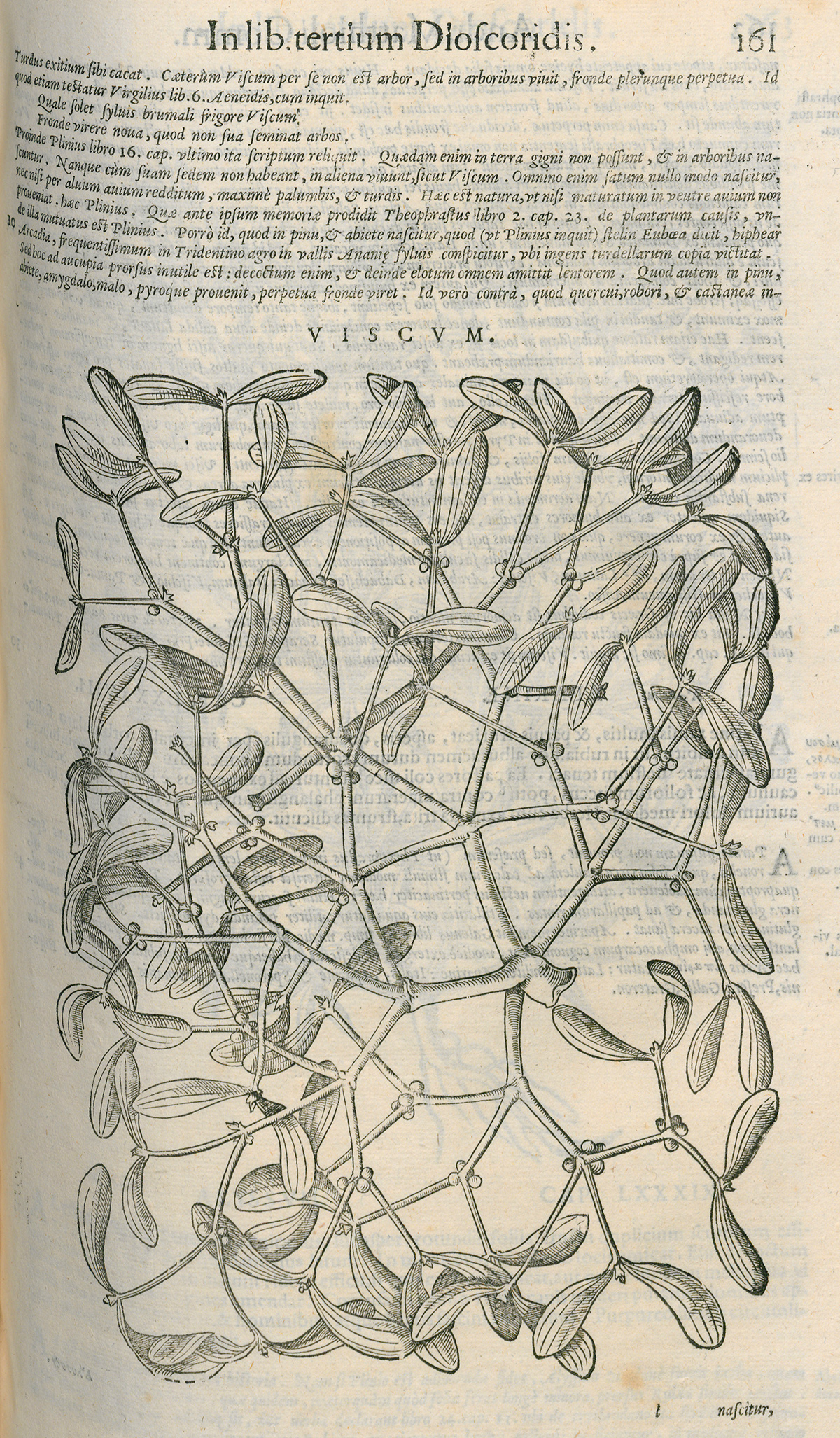 Pietro Andrea Matthioli: Commentarii in sex libros Pedacii Dioscoridis Anazarbei de medica materia (öffnet Vergrößerung des Bildes)
