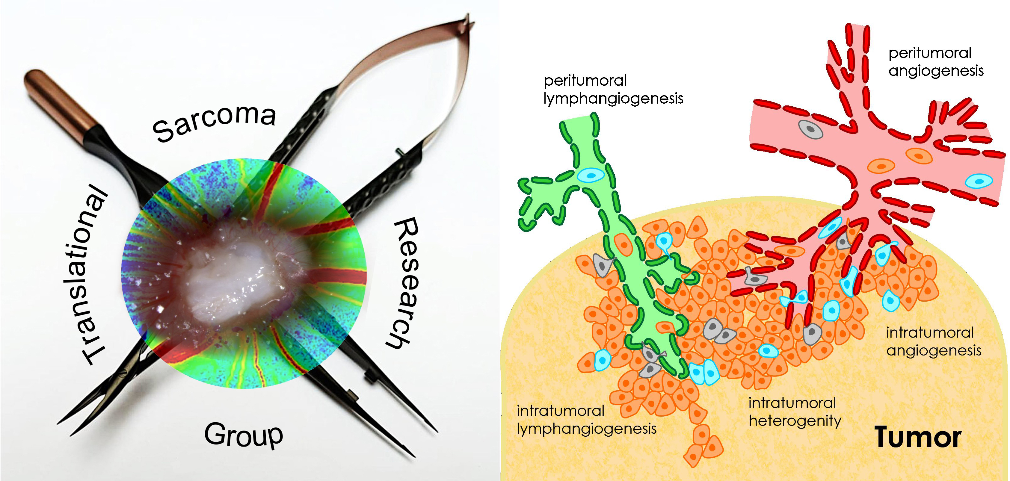 (externer Link, öffnet neues Fenster)