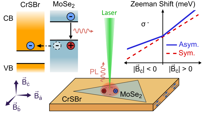 Illustration of exciton formation in MoSe2 proximitized by CrSBr.