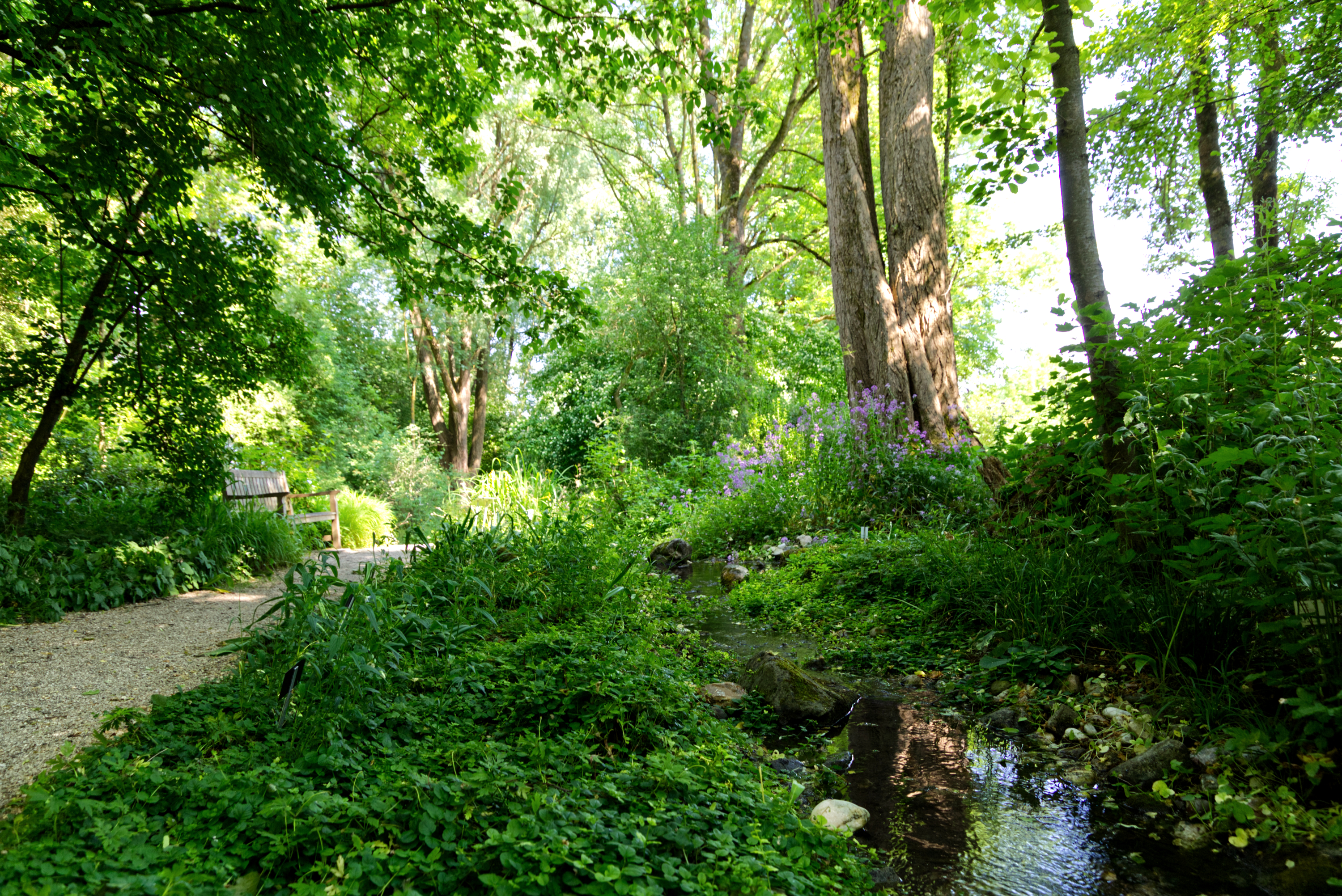 Auwald-Bereich im Botanischen Garten der Universität Regensburg