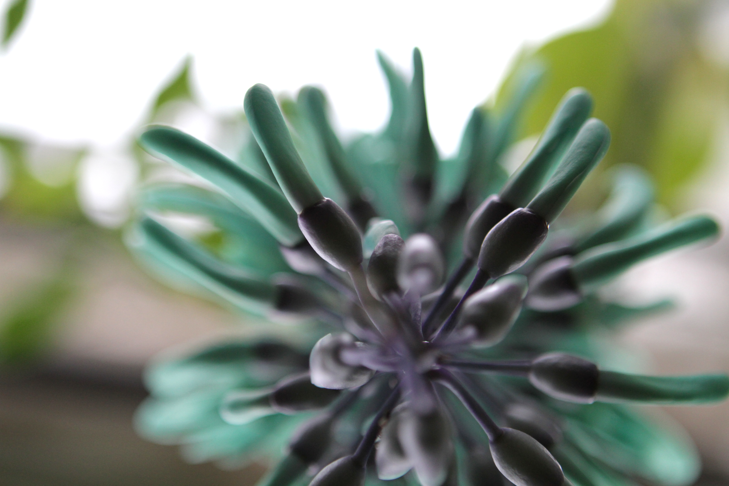 Ein Blütenstand der Jadewein-Pflanze mit türkisfarbenen, sternförmig angeordneten Einzelblüten.