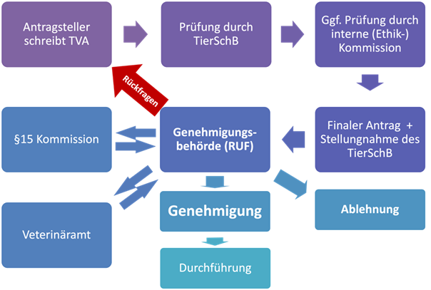 Flowchart illustrating the process for an animal experimentation application: Once the application has been drawn up, it is reviewed by the animal welfare officer and, where applicable, an ethics committee. The final application is submitted to the licensing authority, which may request further information and seek opinions from the Section 15 Committee and the Veterinary Office. The outcome is either approval with authorisation to proceed or rejection. 